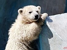 В нижегородском зоопарке «Лимпопо» поселился белый медведь