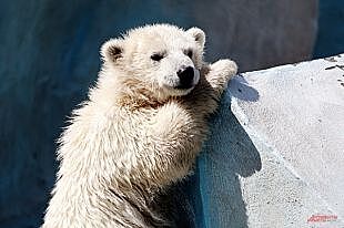 В нижегородском зоопарке «Лимпопо» поселился белый медведь