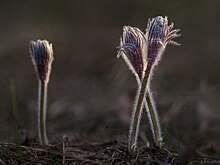 Воронежский фотограф вошла в число победителей всероссийского конкурса