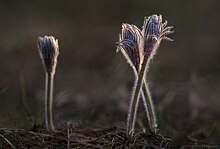 Воронежский фотограф вошла в число победителей всероссийского конкурса