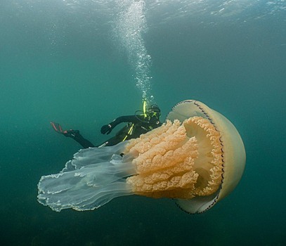 В океане засняли медузу размером с человека