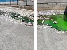 Кислотно-зеленая лужа взбудоражила туристов на сочинском пляже
