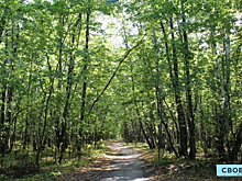 Парк «Кумысная поляна» в Саратове расширят и разделят на зоны