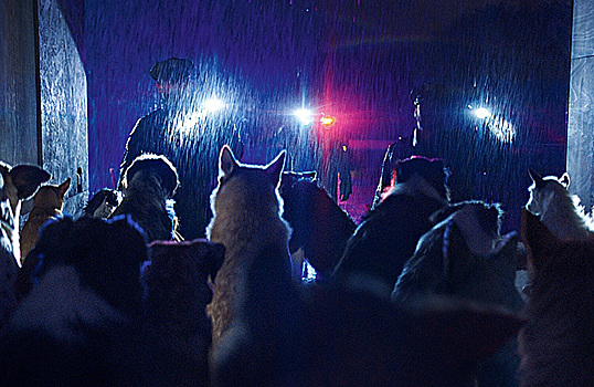 «Догмен» Люка Бессона не выйдет в российский прокат