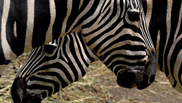 В приморском зоопарке впервые родилась зебра