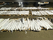 В Нарьян-Маре полиция Ненецкого автономного округа пресекла незаконную перевозку свыше 600 кг рыбы