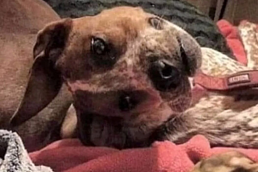 Соцсети напугала «жуткая» оптическая иллюзия с собакой