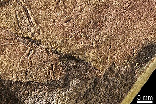 Найдена самая древняя форма сложной жизни на Земле