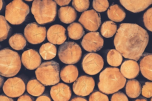 Из Приморья в Китай вывезли ценные породы древесины по липовым документам