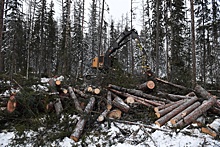 Снимут ли запрет на заготовку древесины там, где давно не было лесоустройства