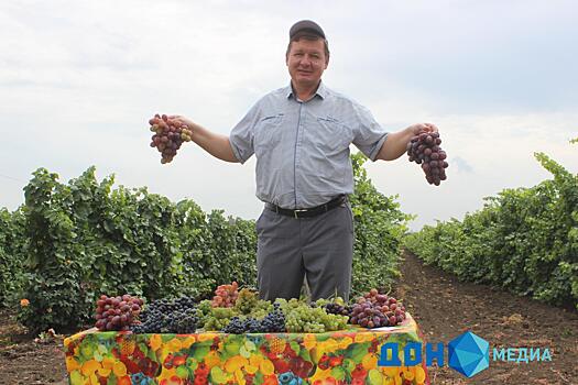 Майские заморозки повредили виноградники в районах Ростовской области