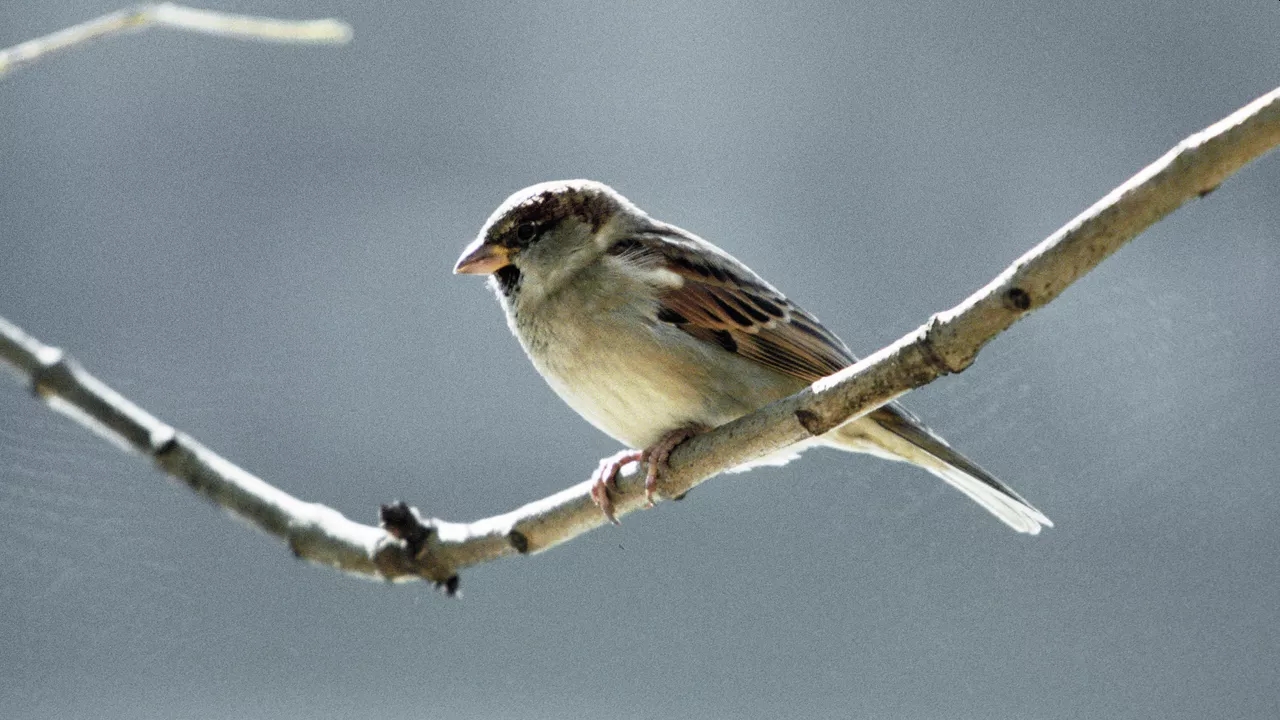 СМИ: Иностранцы в Благовещенском районе сетями ловили воробьев на обед
