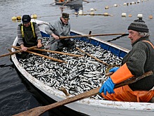 Берег в Магаданской области засыпало сельдью