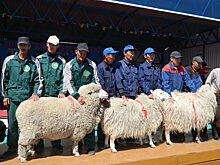 Поголовье овец в Забайкалье предположено увеличить до 690 тыс.