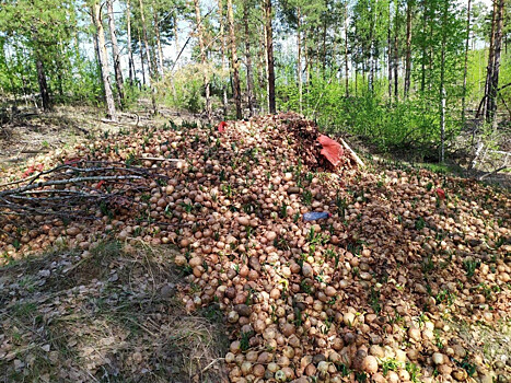 Свалку лука обнаружили в дзержинском лесу