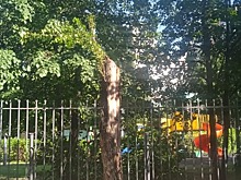 Сухие ветки дерева обрезали на улице Трофимова