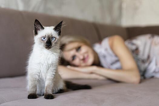 Риск токсоплазмоза: опасно ли беременным женщинам контактировать с кошками