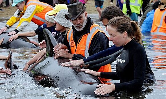 Более 200 выбросившихся на берег Новой Зеландии дельфинов вернулись в море