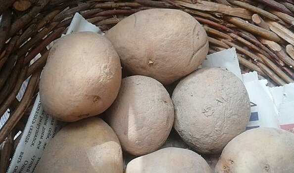 Парша картофеля и меры борьбы: «Дачная помощь» от Россельхозцентра по Владимирской области