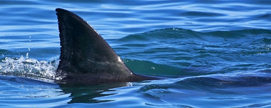 Российских участников кругосветной экспедиции на катамаране атаковали акулы