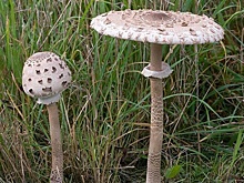 «Съедобное-несъедобное»: Кто калининградцев защитит от отравления грибами