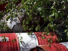 Житель Ямала нашел в лесу более четырех бочек с горючим