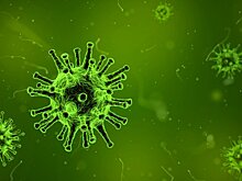 Вирус Зика может вызывать иммунные и мозговые аномалии у здорового потомства свиней