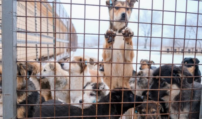 В Волгограде собакам запретили посещать общественные места и теплотрассы