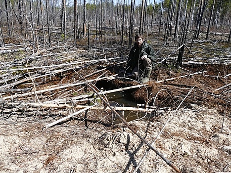 Ученые Керженского заповедника показали берлогу, в которой зимовали 4 медведя