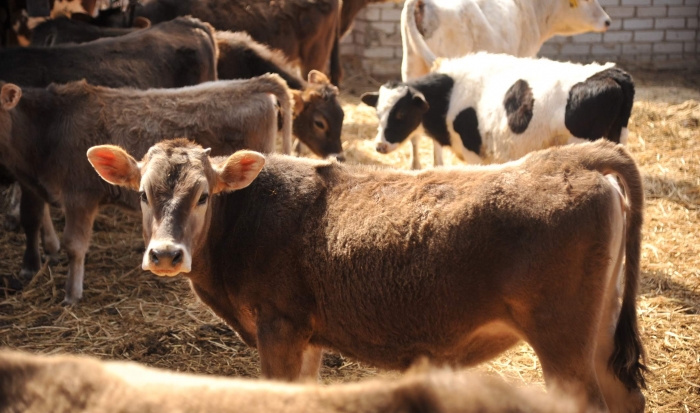 Жителя Волгоградской области осудили за кражу коров стоимостью 1,9 млн рублей