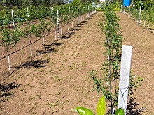 В Карачаево-Черкесии к 2030 году в два раза увеличат площадь садов