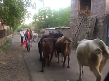 Турция призналась в краже армянских коров с грузинским "гражаданством"