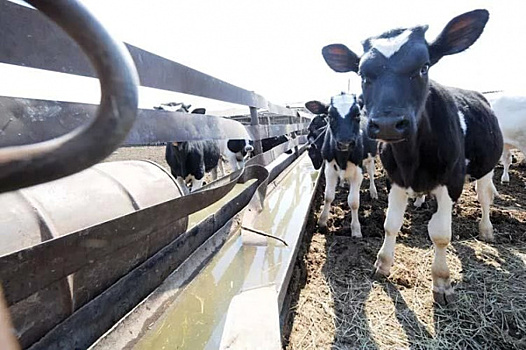 В Клявлинском районе губернии появится современная молочная ферма