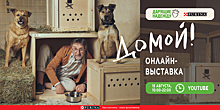 На онлайн-выставке «ДОМОЙ!» можно будет найти себе домашнего питомца и получить подарки