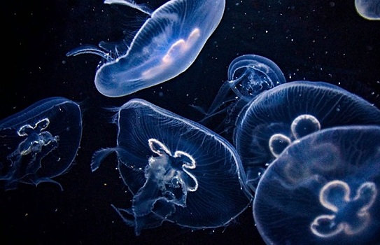 Биологи во Владивостоке разработали антиоксидантный напиток из медуз и цитрусовых