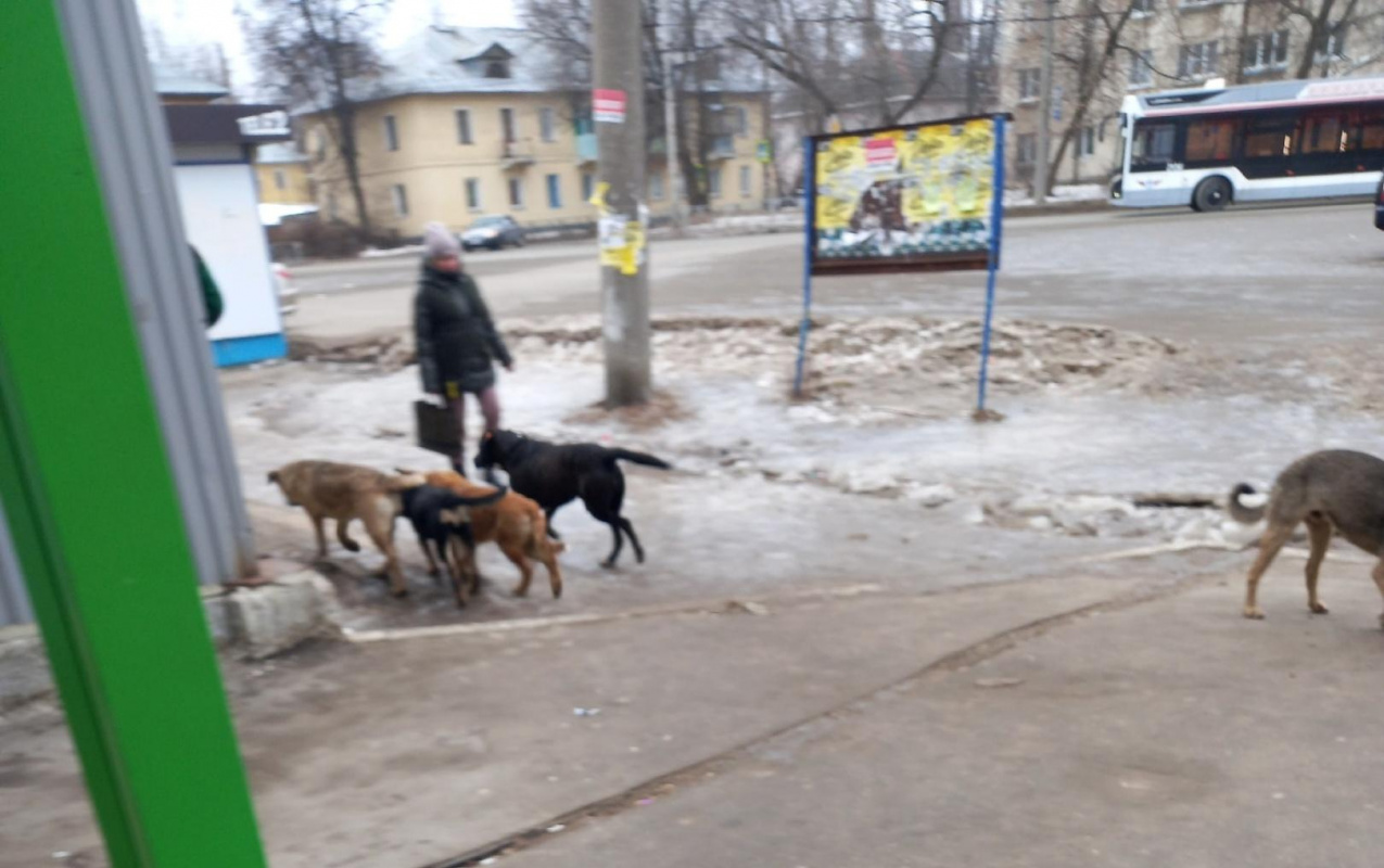 Рязанцы пожаловались на стаю агрессивных собак возле площади Попова