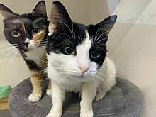 Сенаторы не поддержали законопроект о запрете удаления когтей у кошек