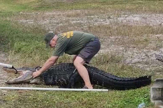 Пожарные в США спасли аллигатора, застрявшего в ливневой канализации