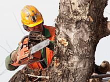 Кемеровчане пришли в ужас при виде спиленных деревьев в центре