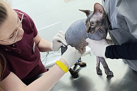 Ветуслуги в России и Беларуси: сколько стоит обследование кошек и собак