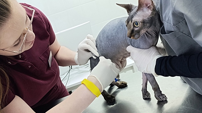 Ветуслуги в России и Беларуси: сколько стоит обследование кошек и собак