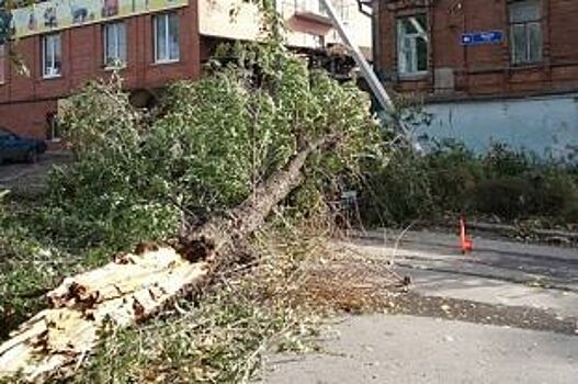 В Прикамье на трассе упало огромное дерево и перегородило проезжую часть