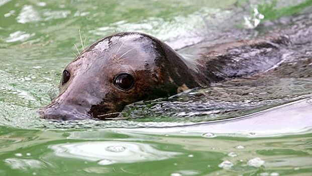 Сотрудники калининградского зоопарка выпустили в море спасенных тюленей