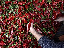 Красный перец может стать основой лекарств от рака