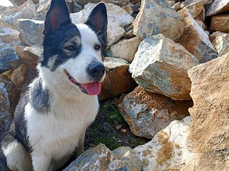 Челябинский ветврач объяснила, как обезопасить животных в жаркую погоду