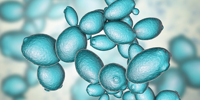 Британские ученые создали дрожжи с синтетической ДНК