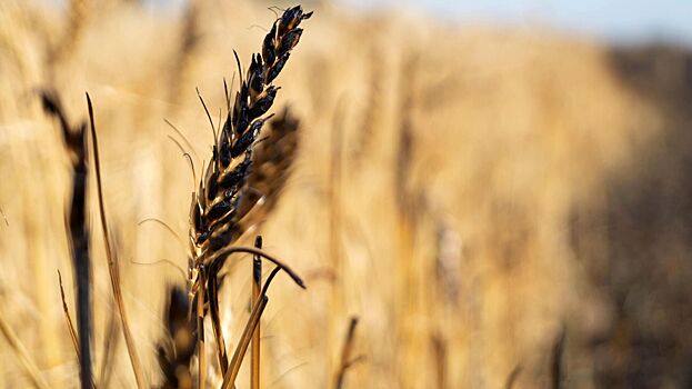 В Еврокомиссии призвали сохранить зерновую сделку
