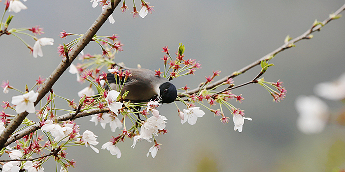 Цветы и птицы -- весенний сюжет из Чжанцзяцзе