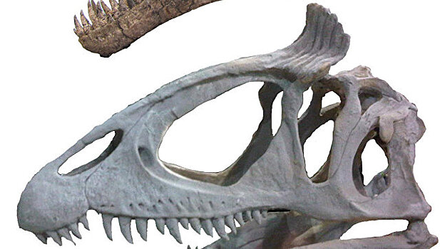 Тираннозавры носили цветные "ирокезы"