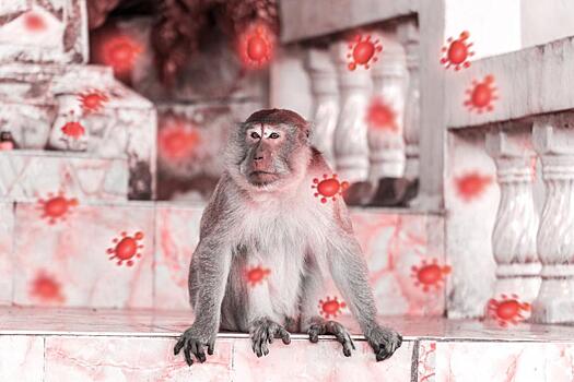 В США начнут проводить больше тестов на оспу обезьян и расширят вакцинацию